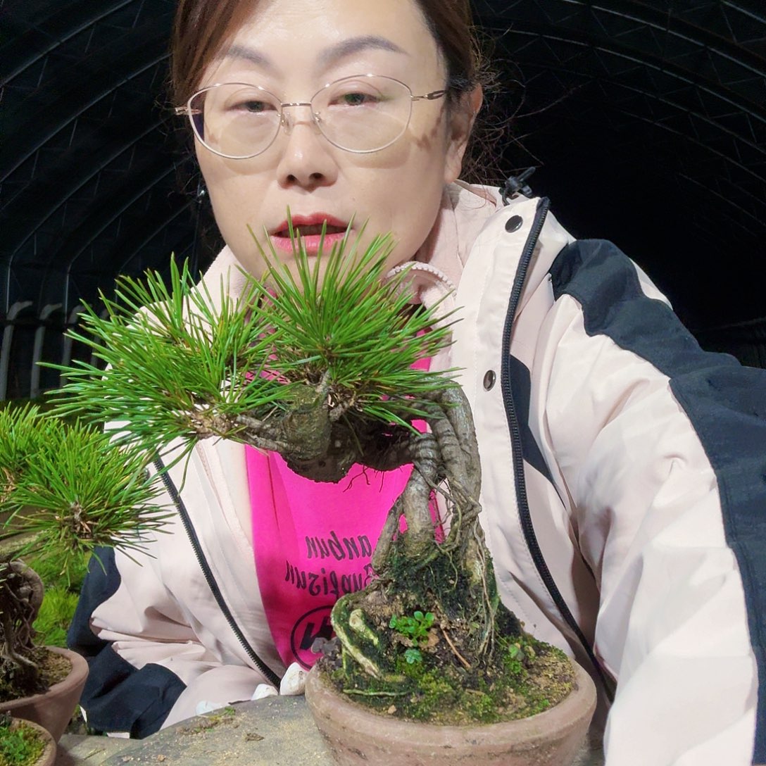 叶***号完全开放三河黑松盆景