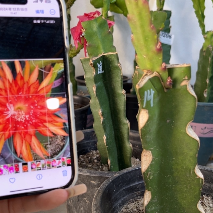 当前无花栽培后可以开花218