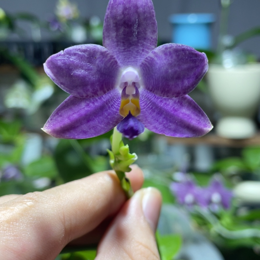 完全开放120叶瑕花期不保