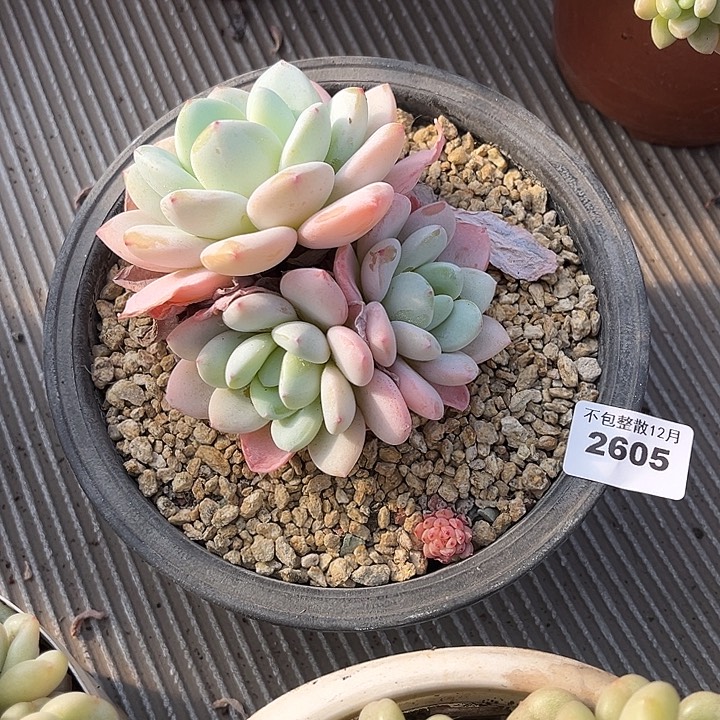 阿雅园艺。   2605冷香