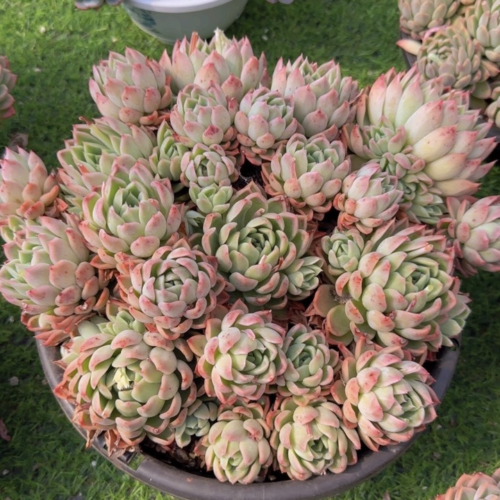 面颊杂 一物一拍的多肉植物