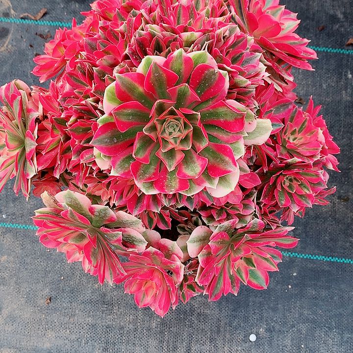 女巫法师图片多肉植物