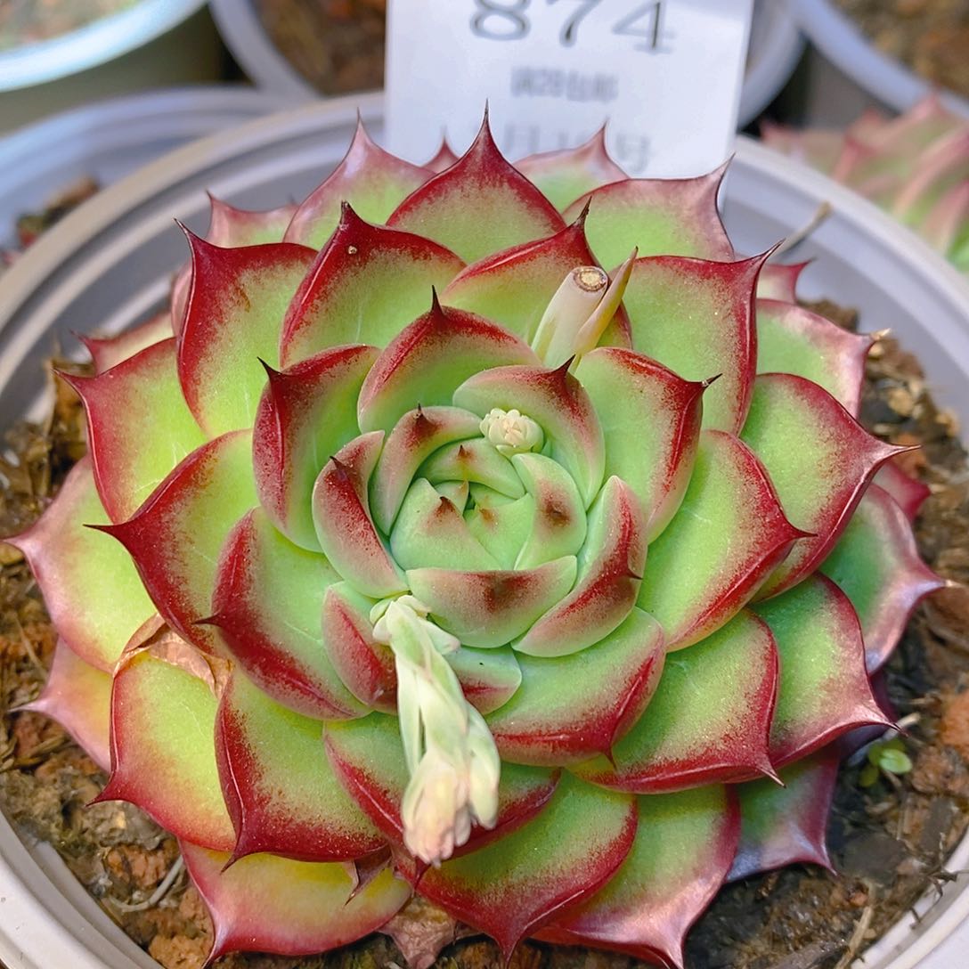 【闪购商品】云874