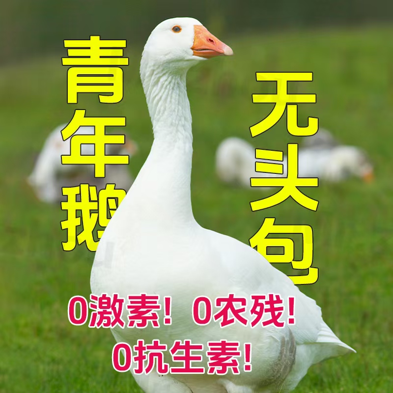 山东大白鹅青年鹅土鹅一只净重7.5-8.5斤带心肝 冷链发货