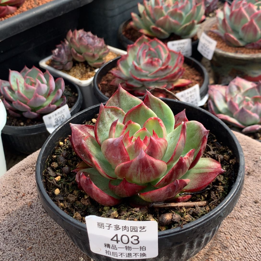403惊鸿宽叶拉丝。尺寸10。多肉植物
