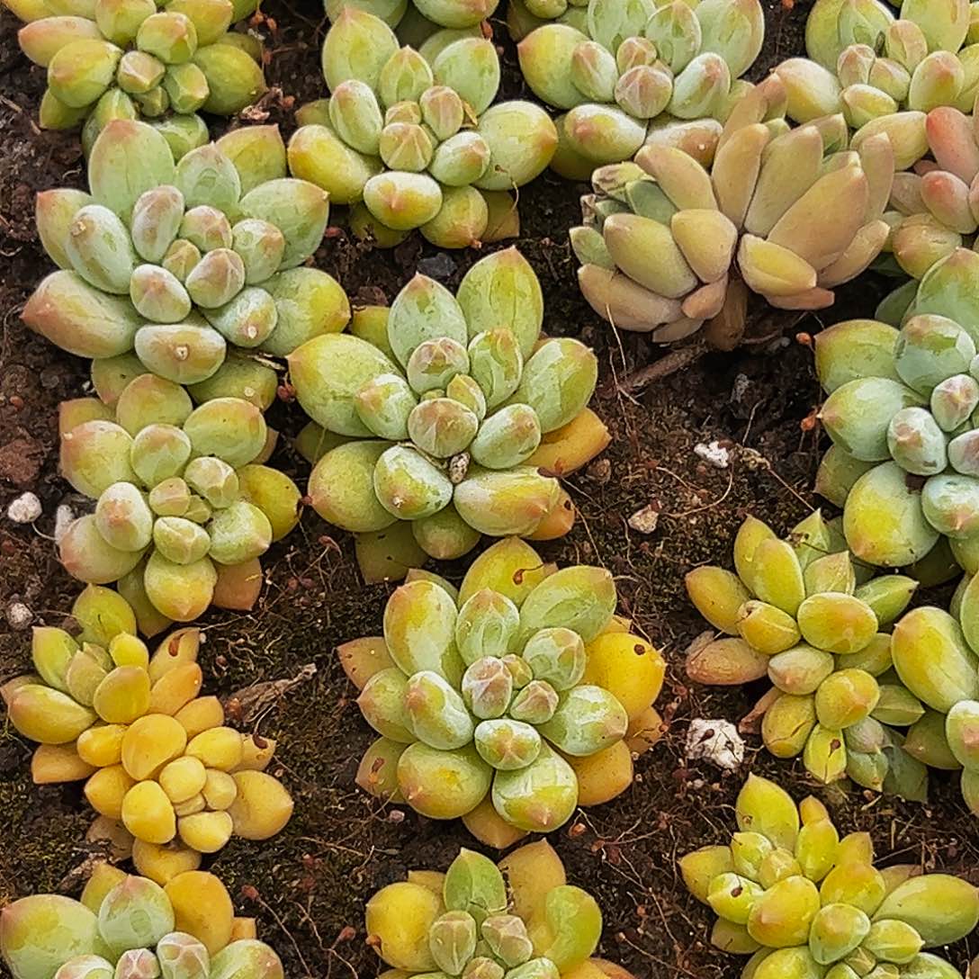 10颗美人系列多肉植物