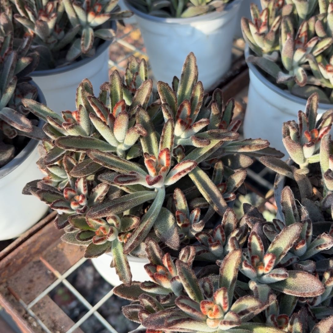 黑兔耳多肉11㎝盆散群