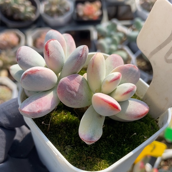 1052福娘锦多肉植物保护