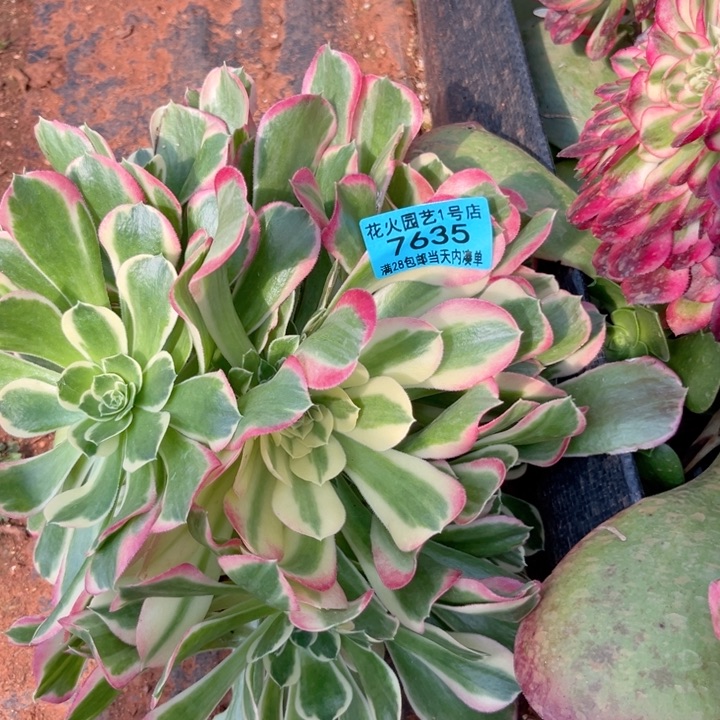 白凤7635多肉植物