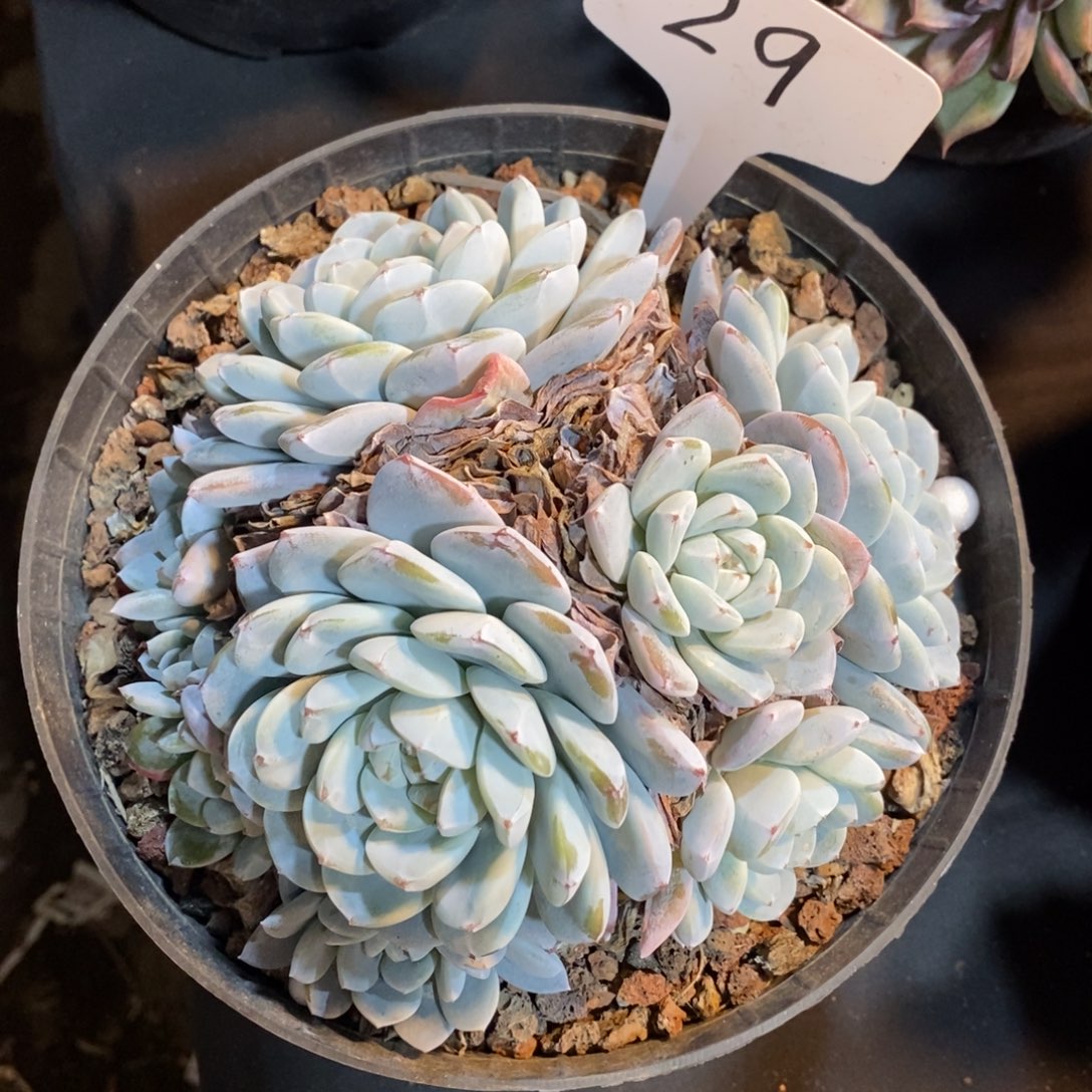 老阿姨花卉一物一拍29