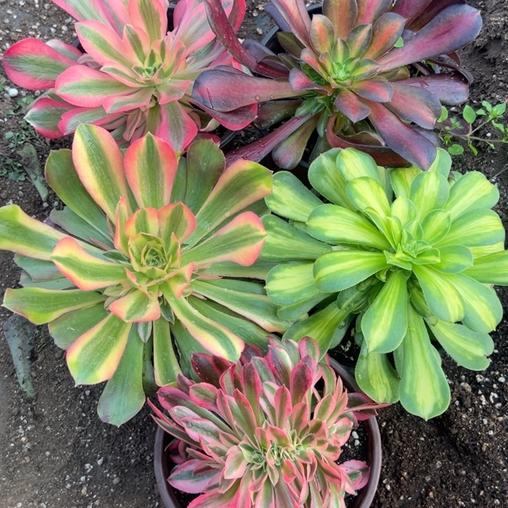 多肉植物四颗➕缀的