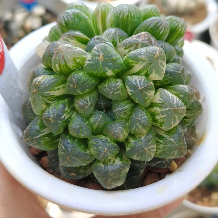 483号塑料皮玉露锦2头群生一物一拍带盆土发货