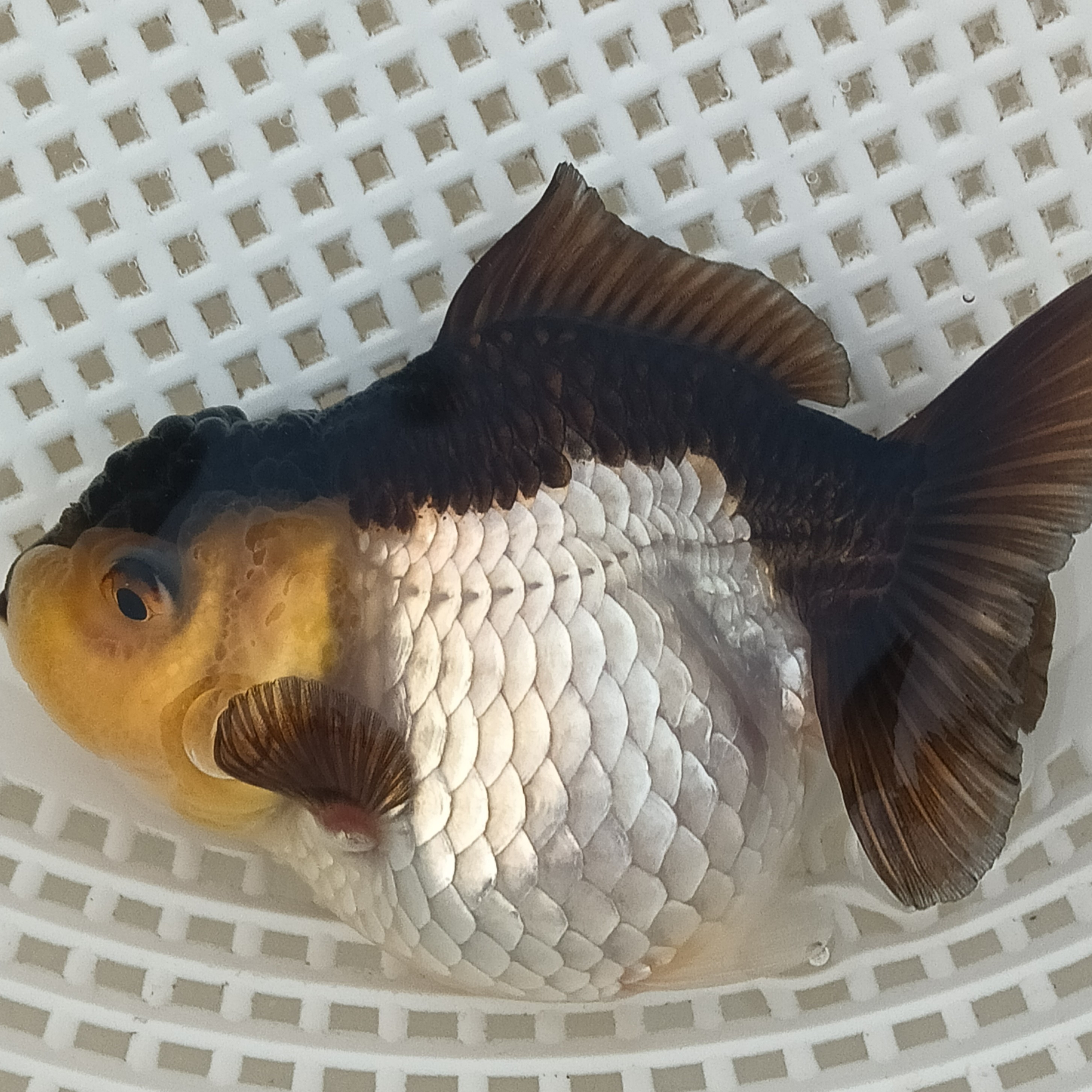 玛丽泰狮金鱼冷水观赏鱼好养耐活鱼苗活体