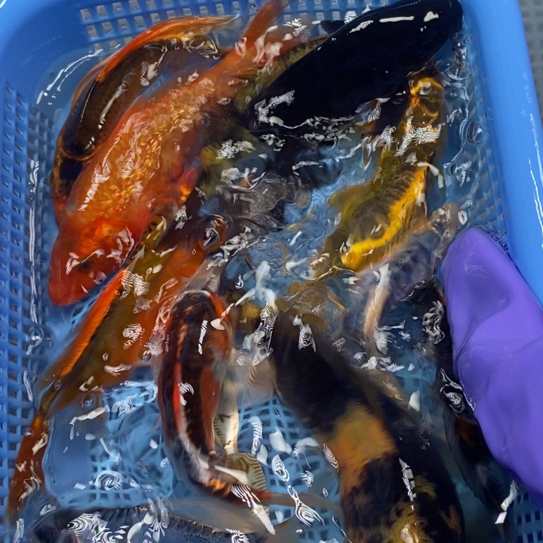 锦鲤冷水锦鲤包邮