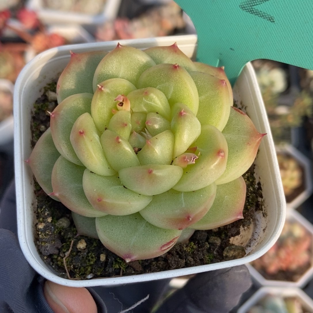 512绿钻珍妮多肉植物