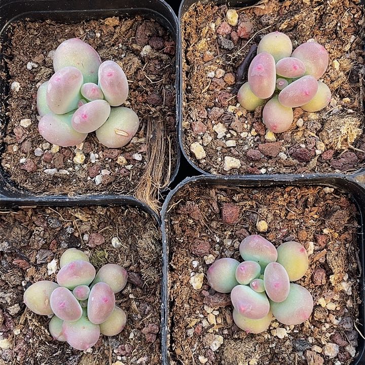 红奶小的量拍满18包邮