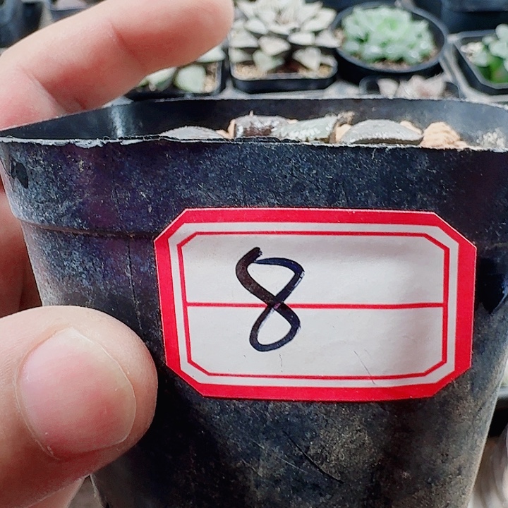 十二卷福利实生福利