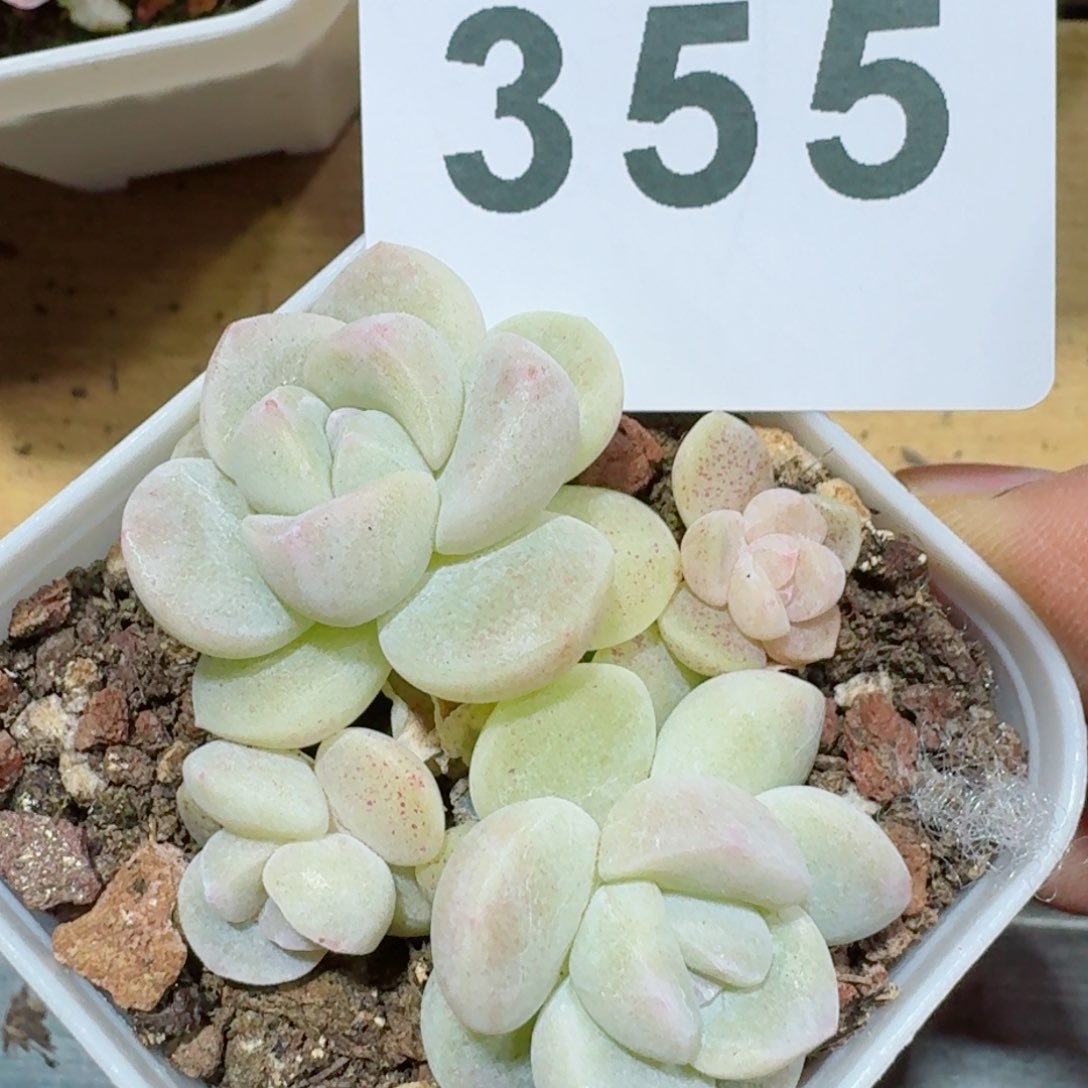 冰玉群生         精品多肉