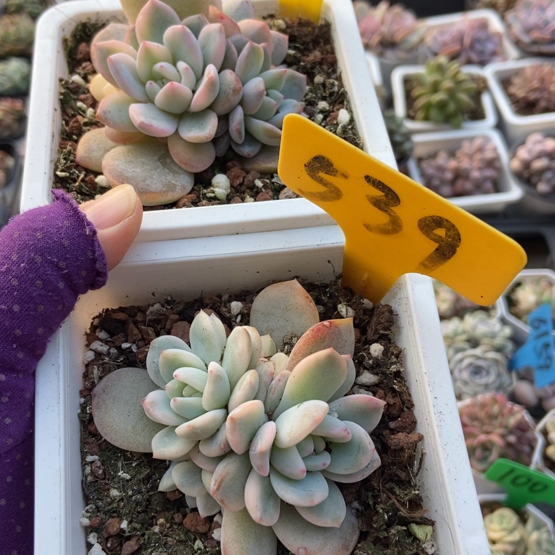 2-4 539梦露锦多肉