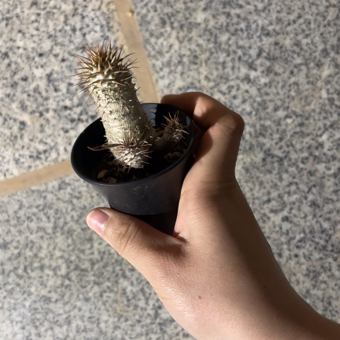 12月10日直播间福利宫不退换