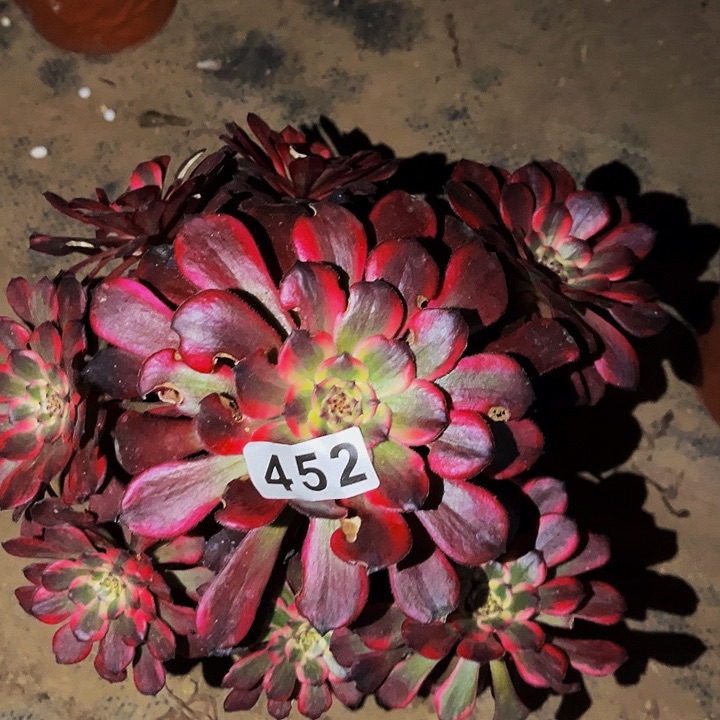 452烟花多肉植物处理不售后