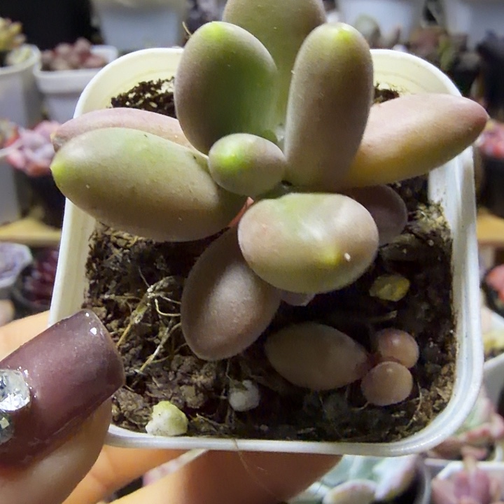 芒果奶（满12.9包邮）