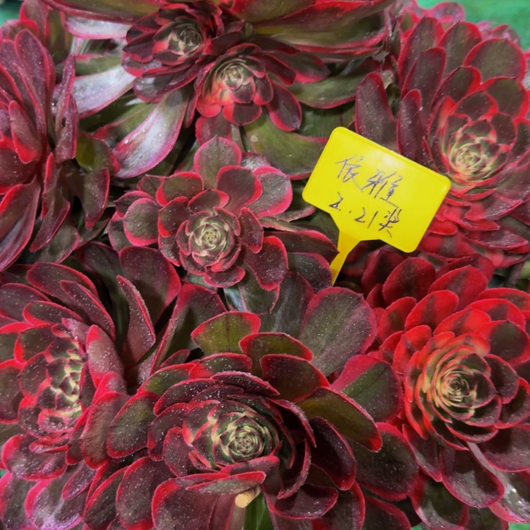 粉花妖补差价888888888