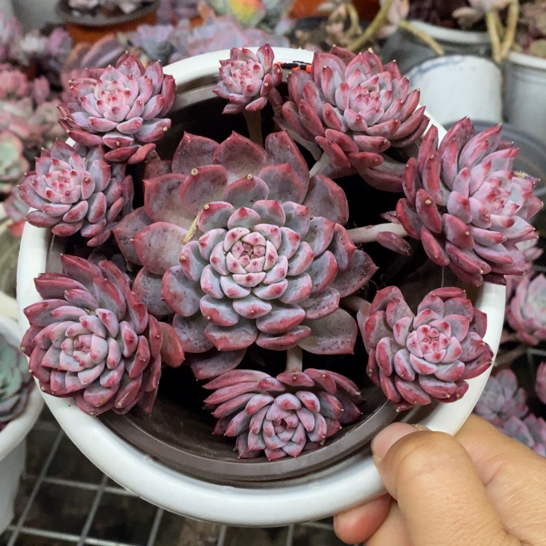 霜花小老桩手捧多肉