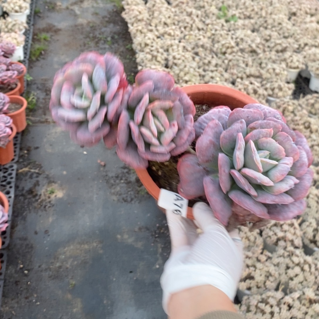 761心之悦一物一拍