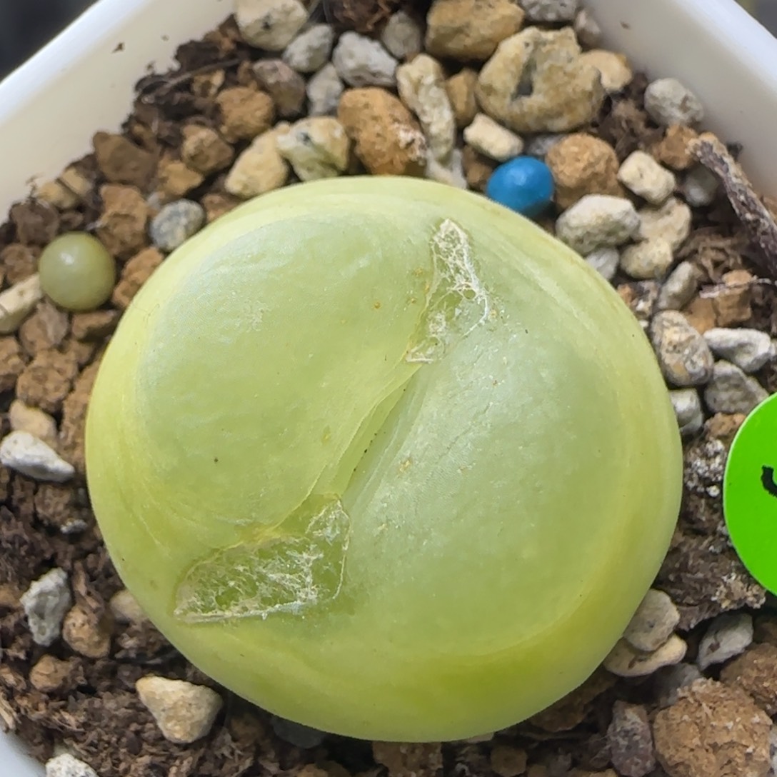 拉登2.5+福利多肉植物326