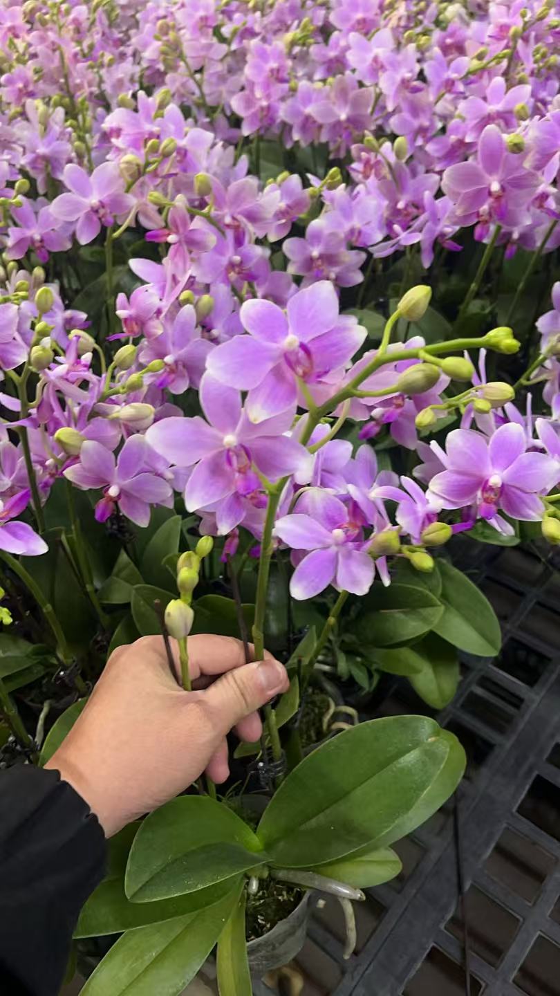  蝴蝶兰【蓝宝石】双花剑 带花带花苞 室内花花 广州基地直发