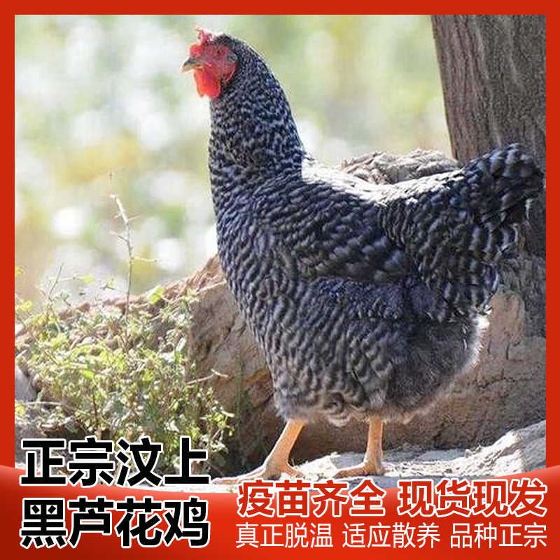 农家散养芦花鸡活鸡绿壳蛋宠物鸡溜达鸡营养土鸡包邮