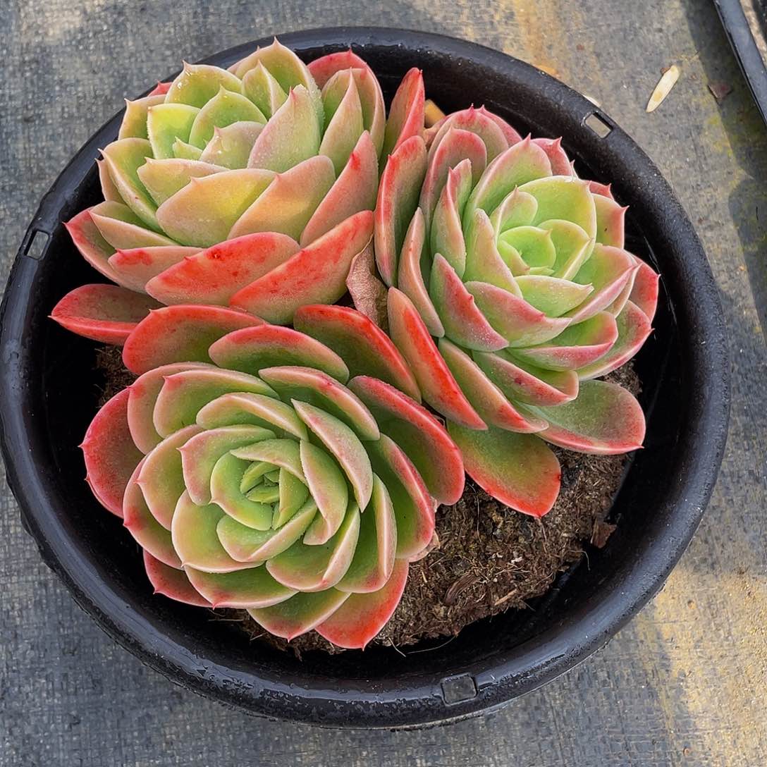 辛纳塔多肉植物2095