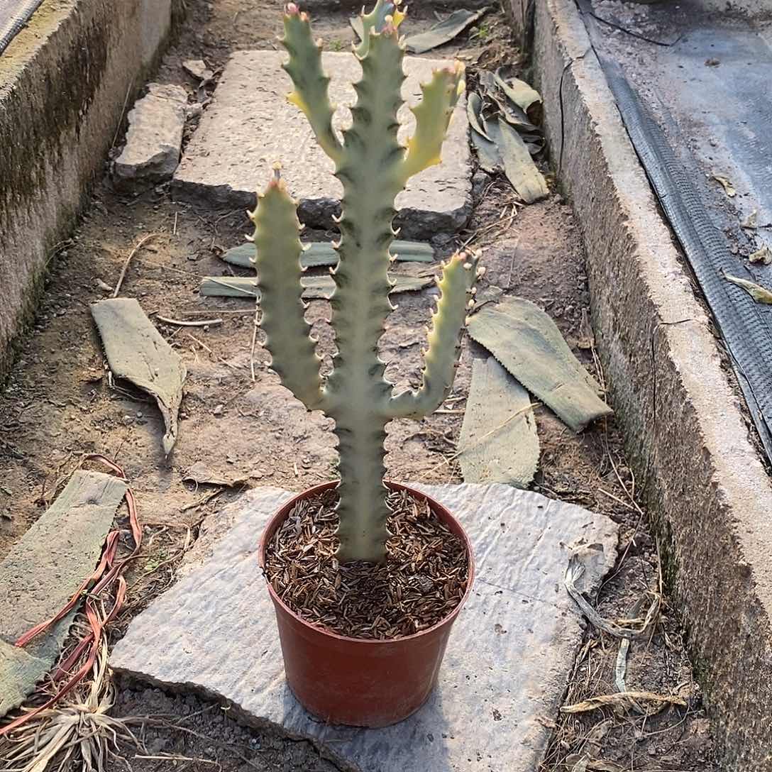 白龙骨一物一拍一