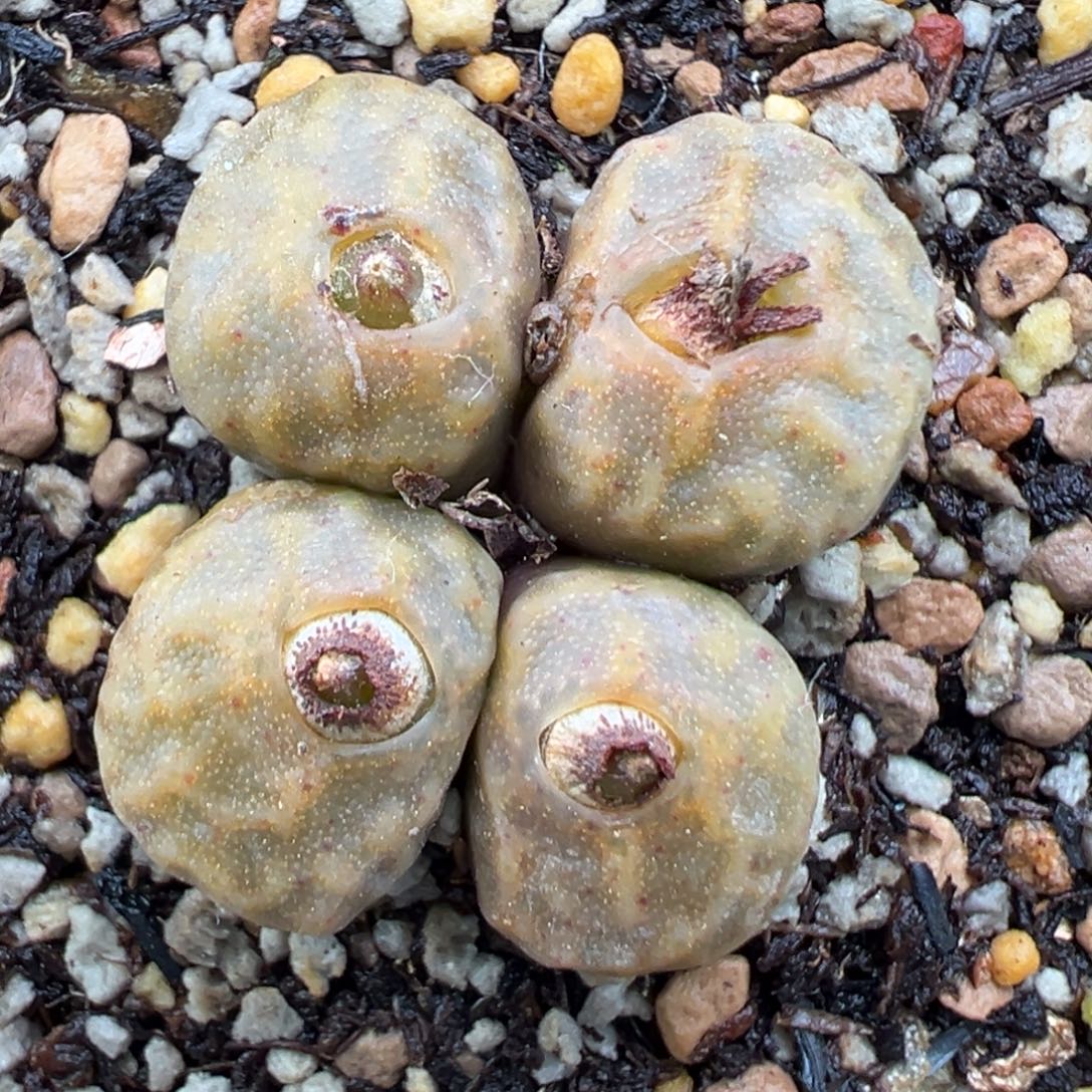 11.6好看的多肉脱土发货622