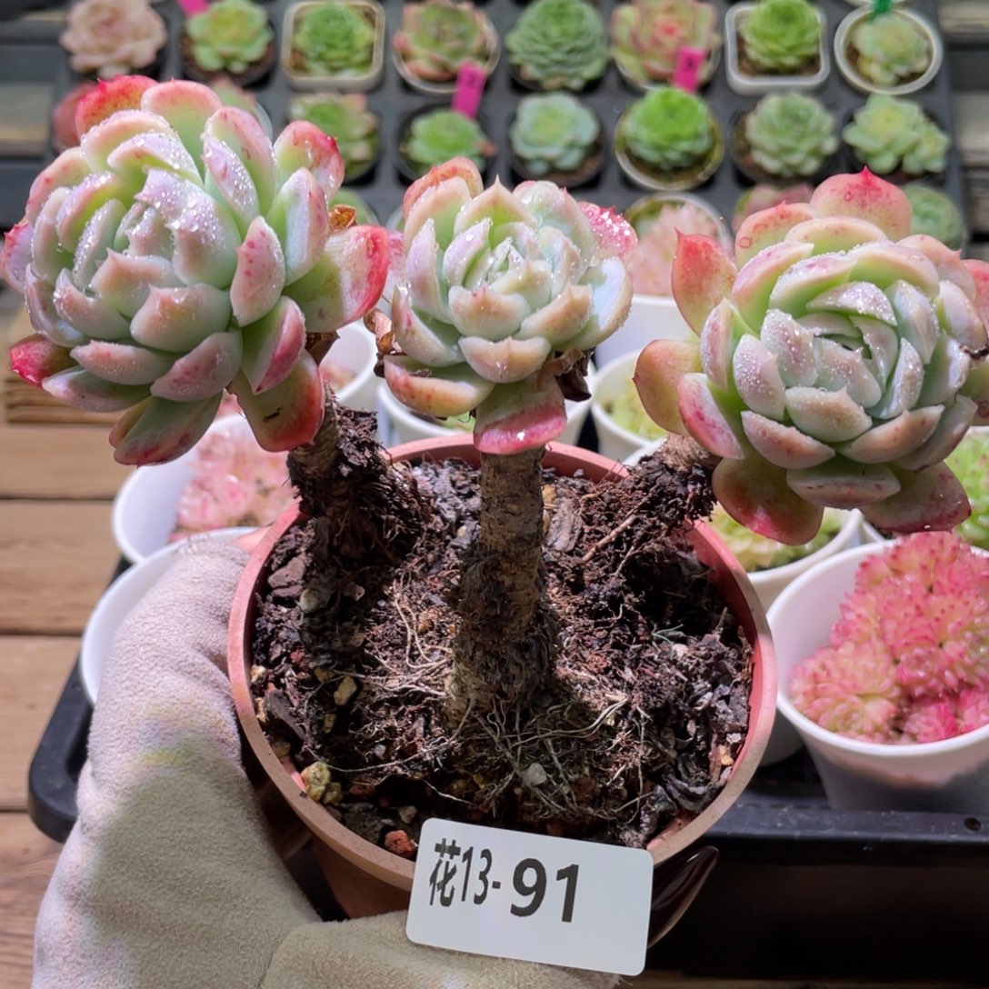 花利美13-91贝瑞群