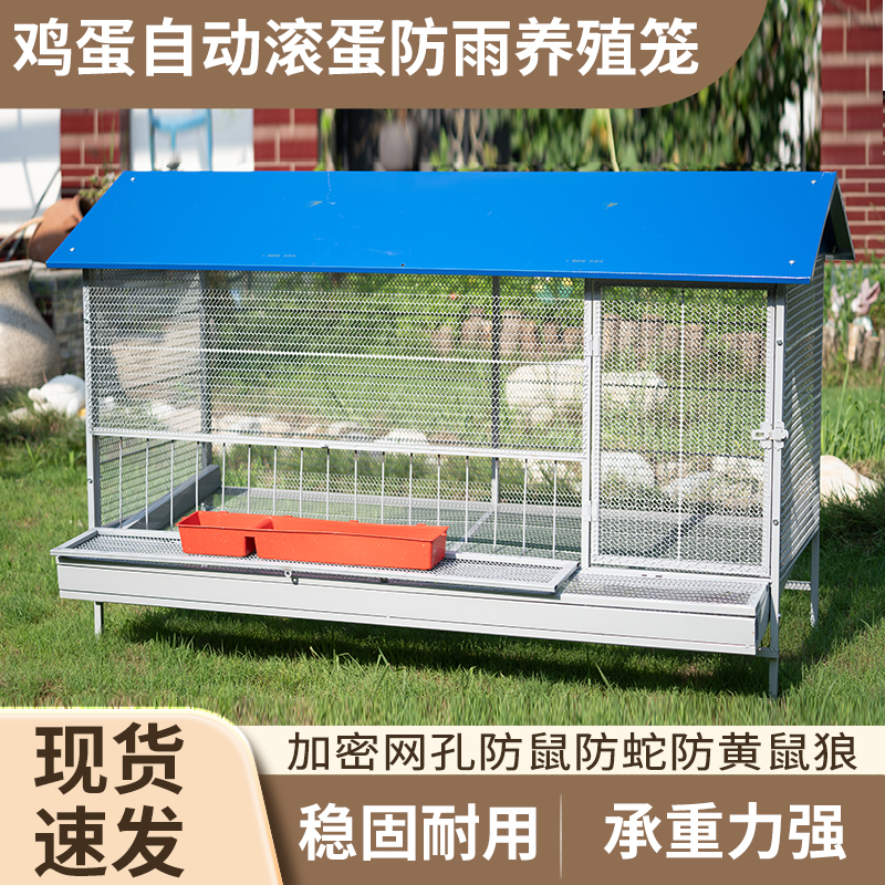 室外尖顶鸡笼自动收蛋笼防偷吃加密网孔防黄鼠狼老鼠不生锈养殖笼