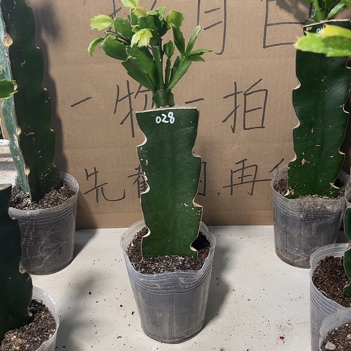 无***·当前无花朵，栽培后可花朵028