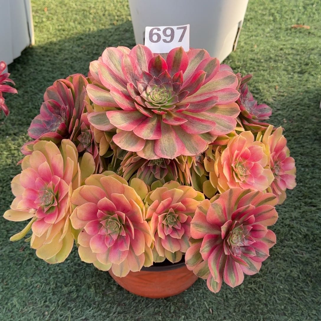 697！雨菏法师多肉植物