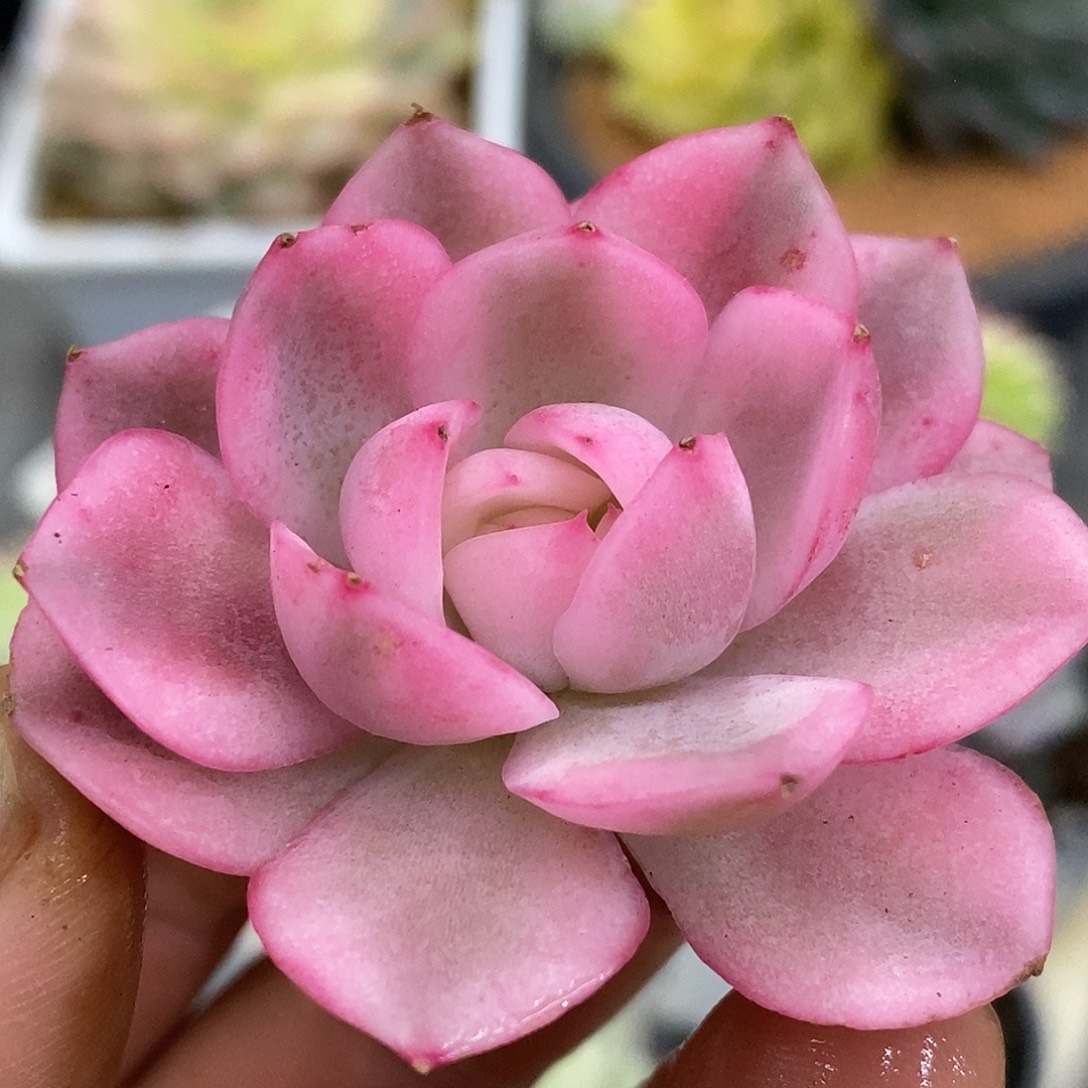 701头盖韩水晶哈哈哈哈哈哈