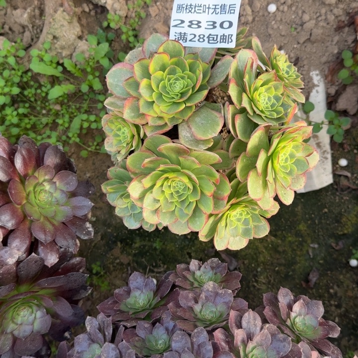 2830一号棚奶白多肉