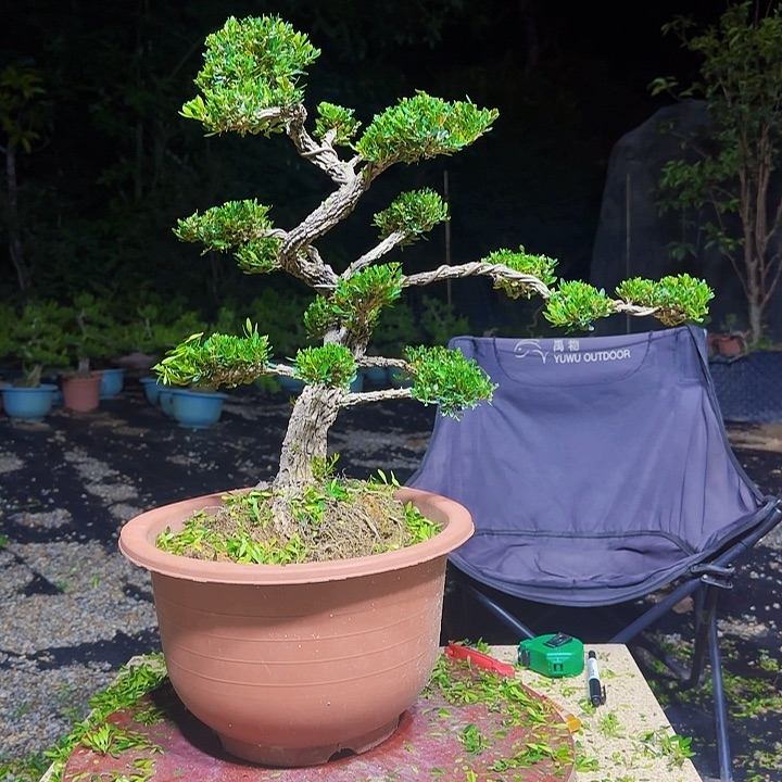 当前无花朵，栽培后可花朵广东雀舌黄杨