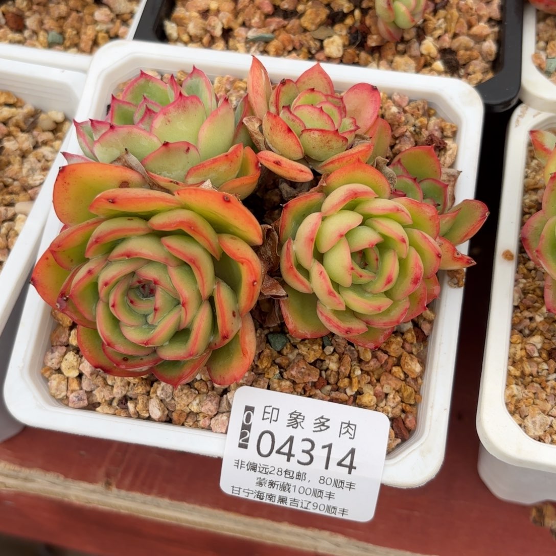 多肉植物04314f g h hgghgh