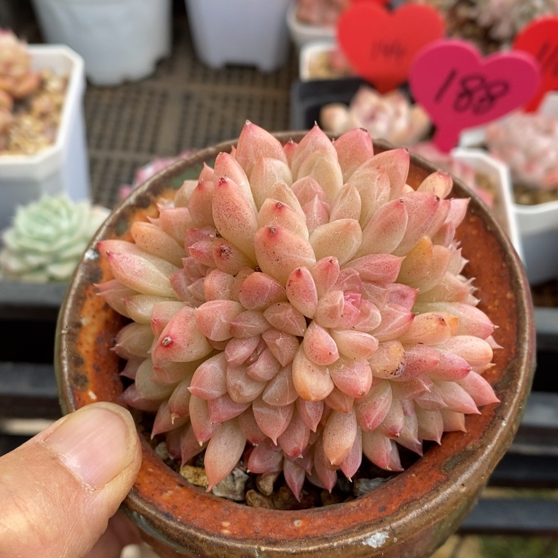 精品多肉一物一拍不包整167