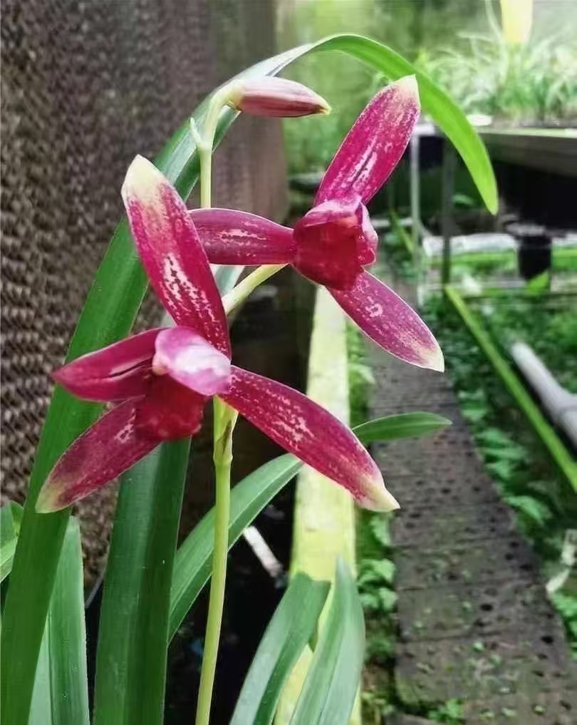 至尊红颜，四季兰