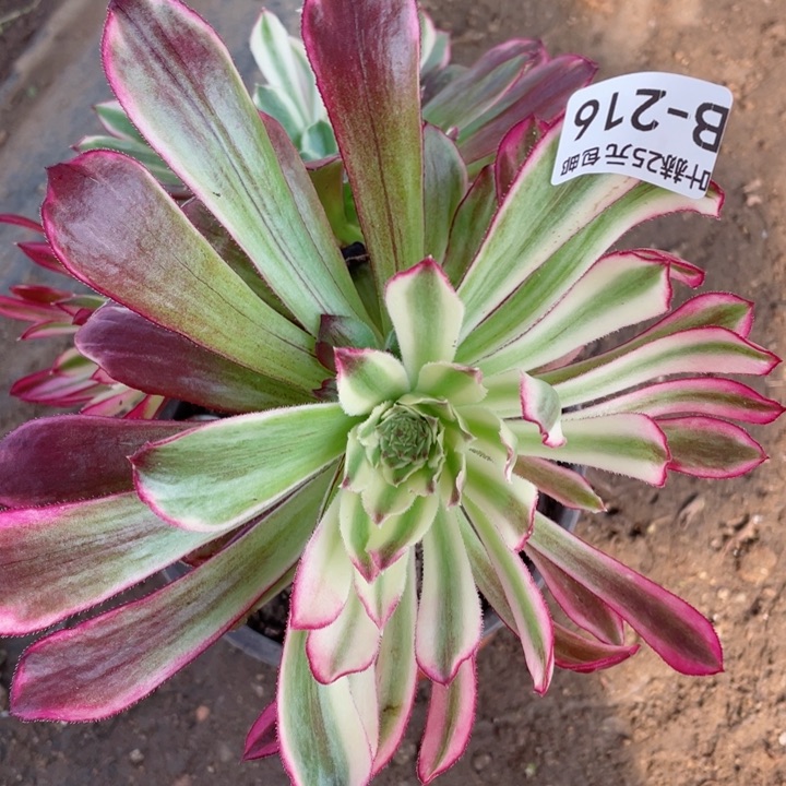 216浪仙多肉12345678