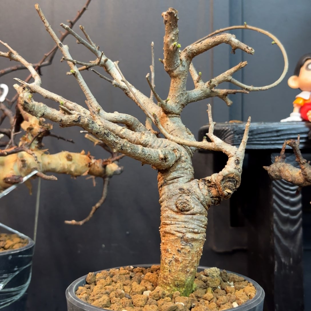 尼勒达乳香老家一物一拍