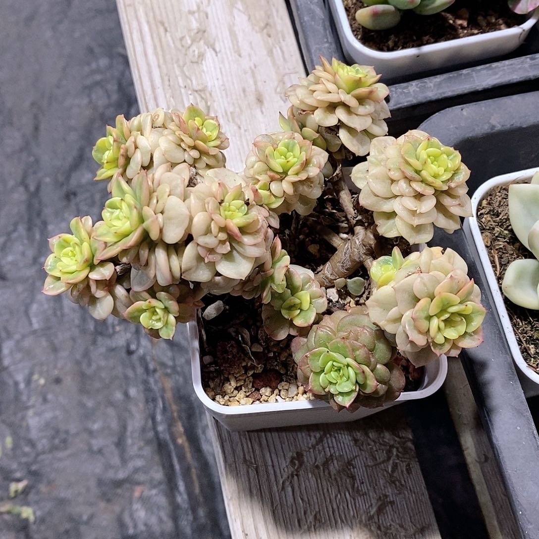 腊牡丹锦多肉植物老桩