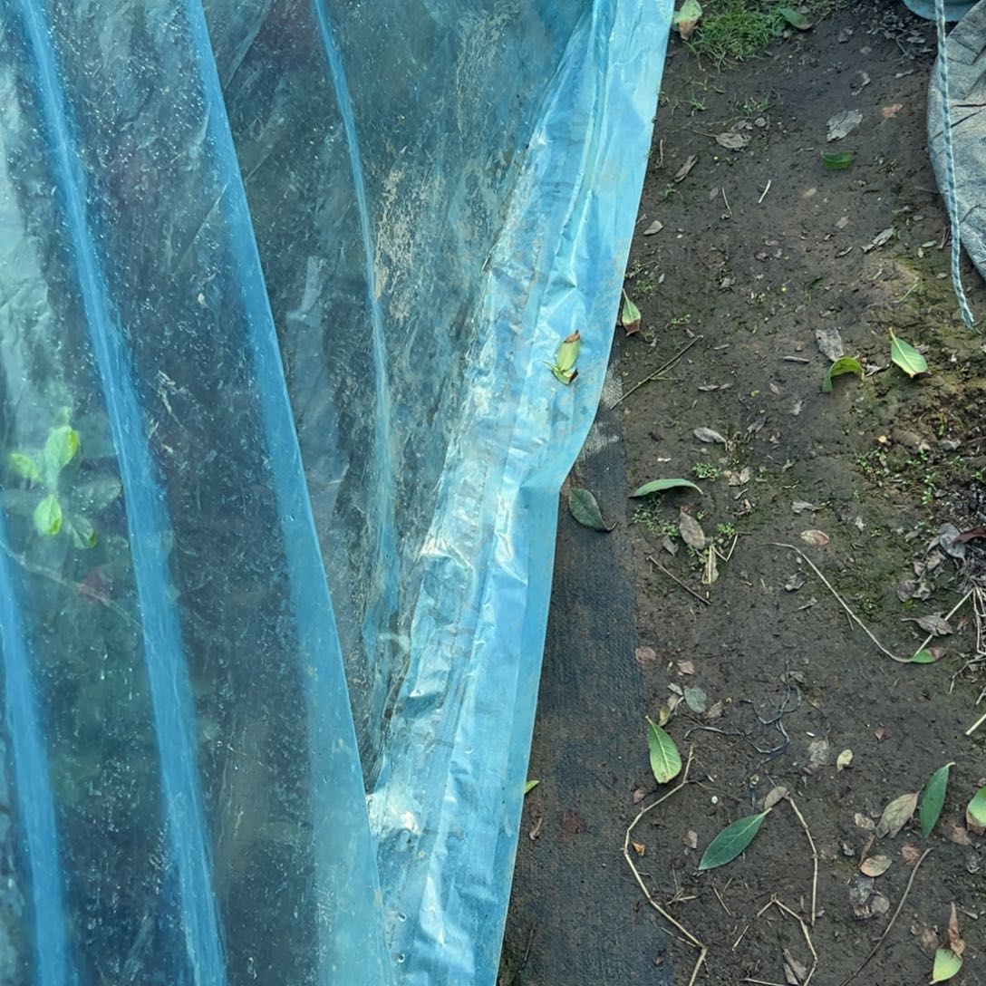 张***凡完全开放花蝴蝶杜鹃