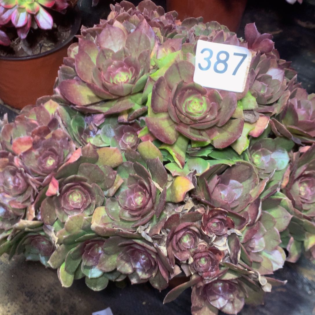 387万圣节多肉植物